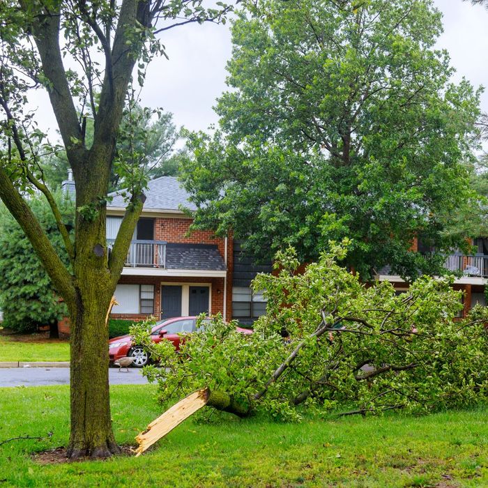 large fallen tree branch