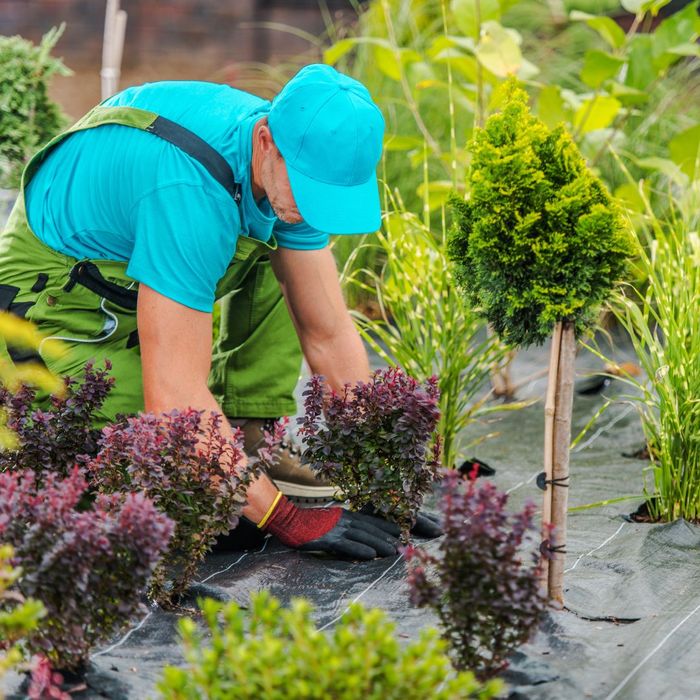 professional landscaper