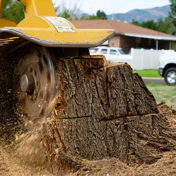 stump removal