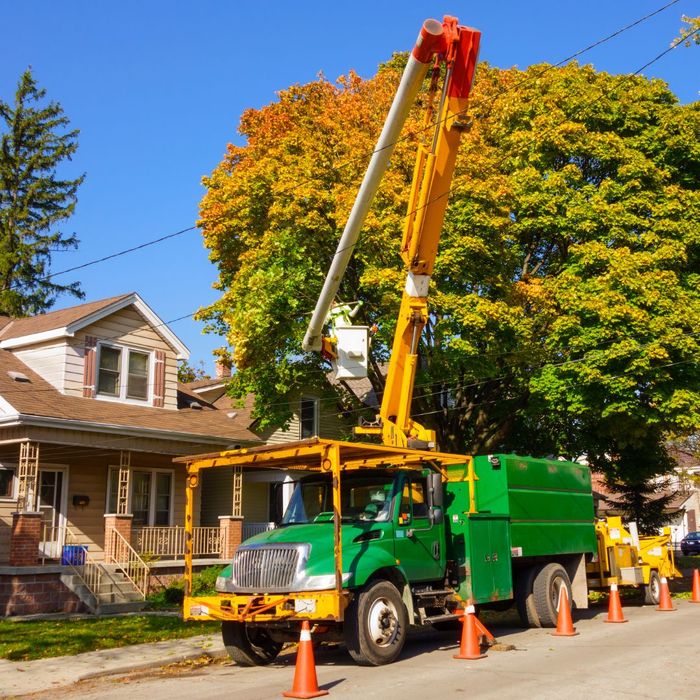 professional tree removal near powerlines