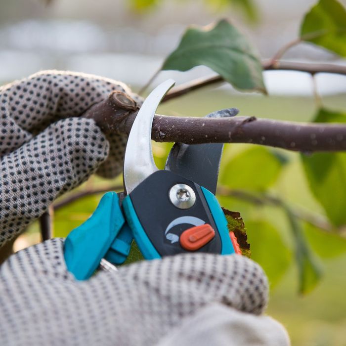 tree pruning