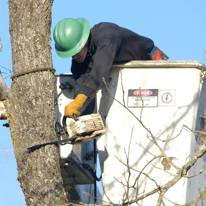 professional tree removal