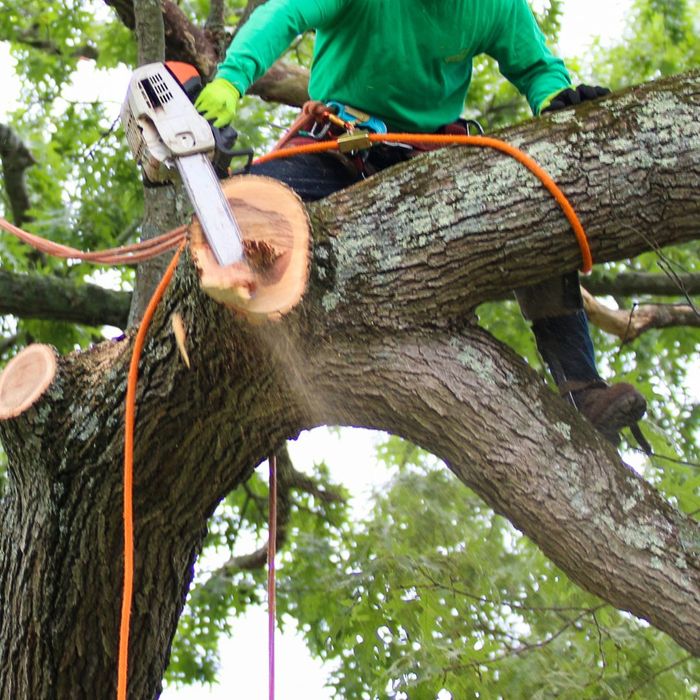 1 How To Decide If You Need To Trim Your Tree Or Remove It.jpg