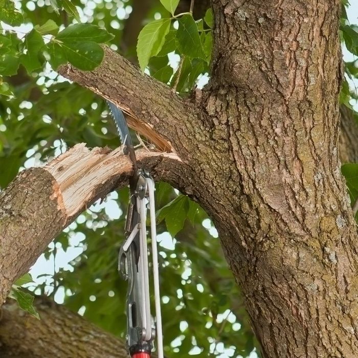 Closeup of damaged branch being sawed off a tree