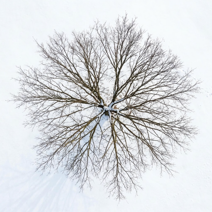 winter tree removal