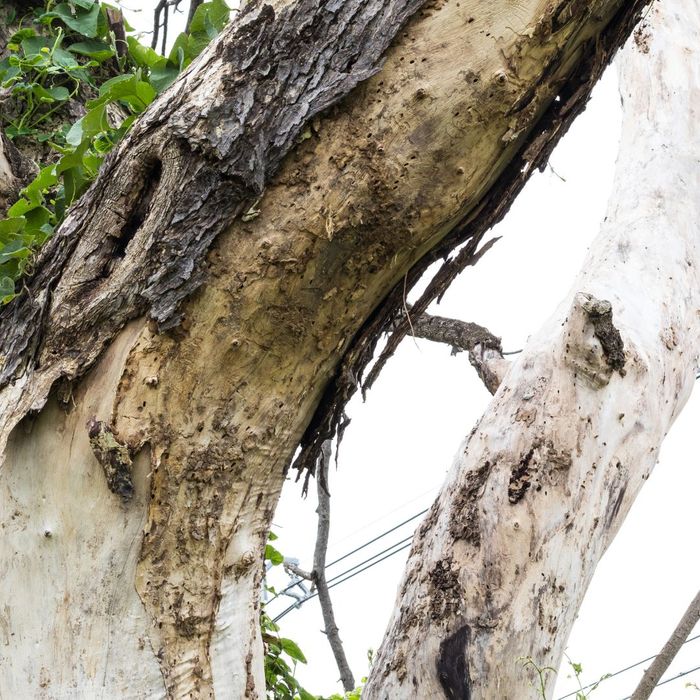 tree branch missing bark