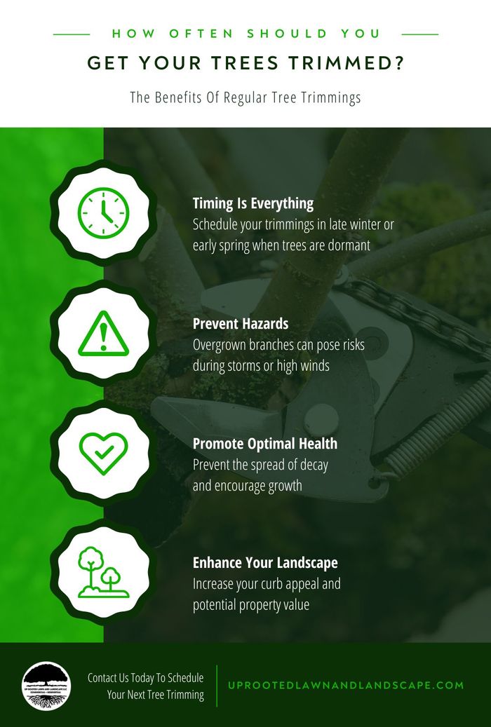 Infographic covering How Often Should You Get Your Trees Trimmed