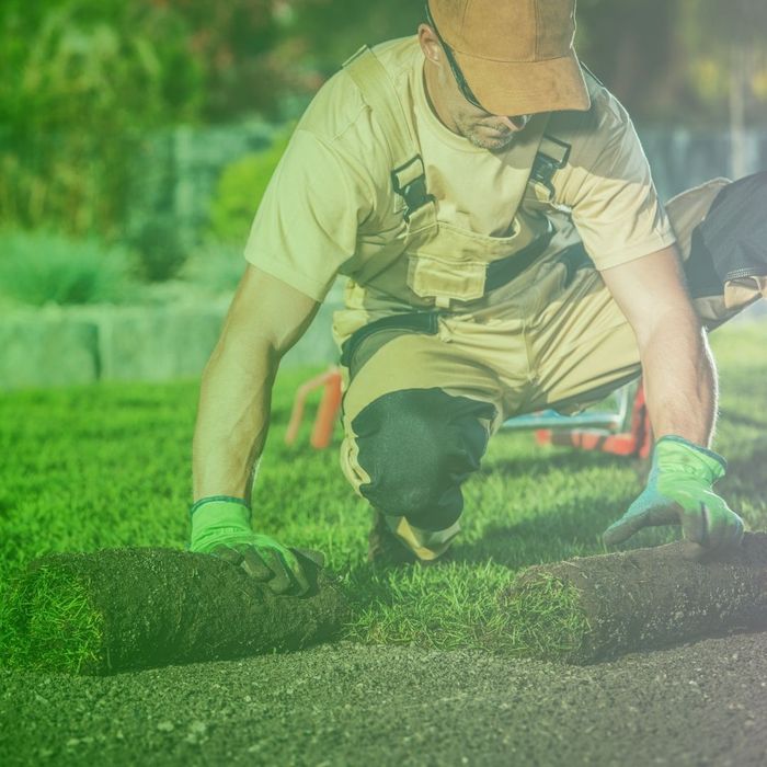 landscaper laying sod landscaper laying sod