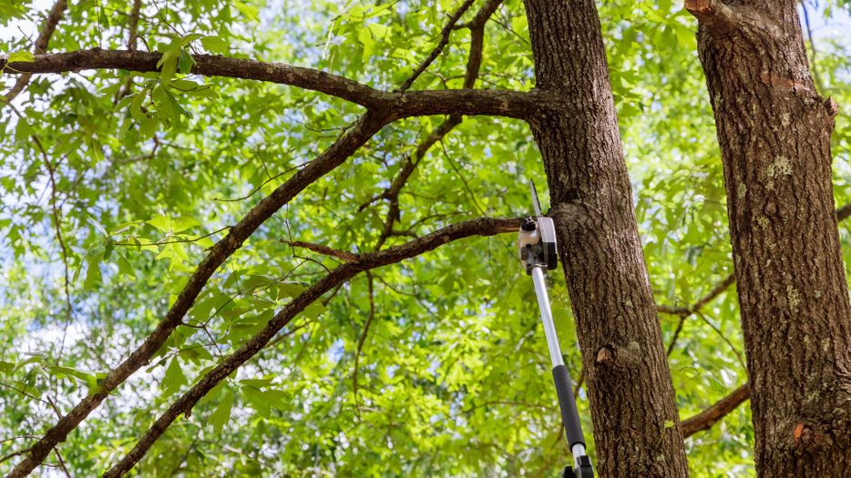 Tree branch being sawed off