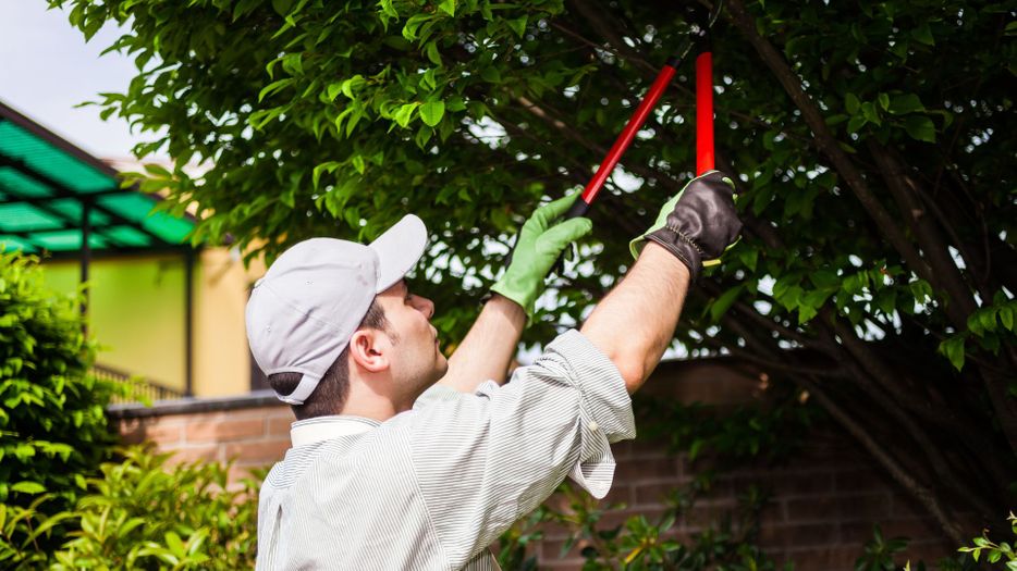 tree trimming