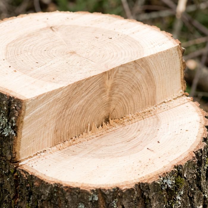 tree stump