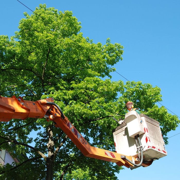 professional tree trimming