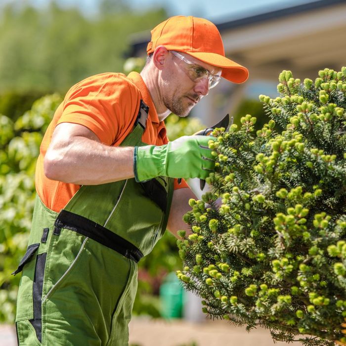 professional tree trimming