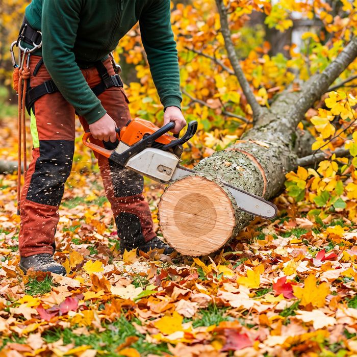tree removal service