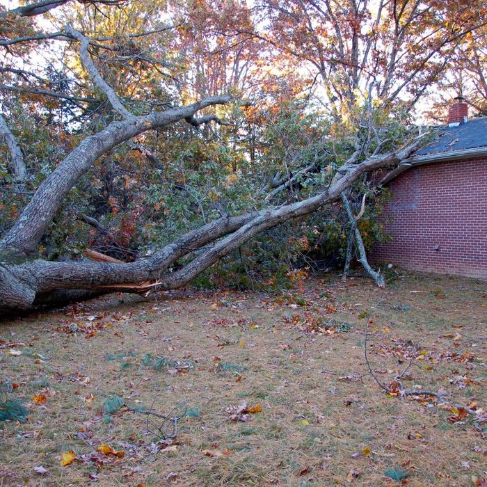 Tree falling into a house. 