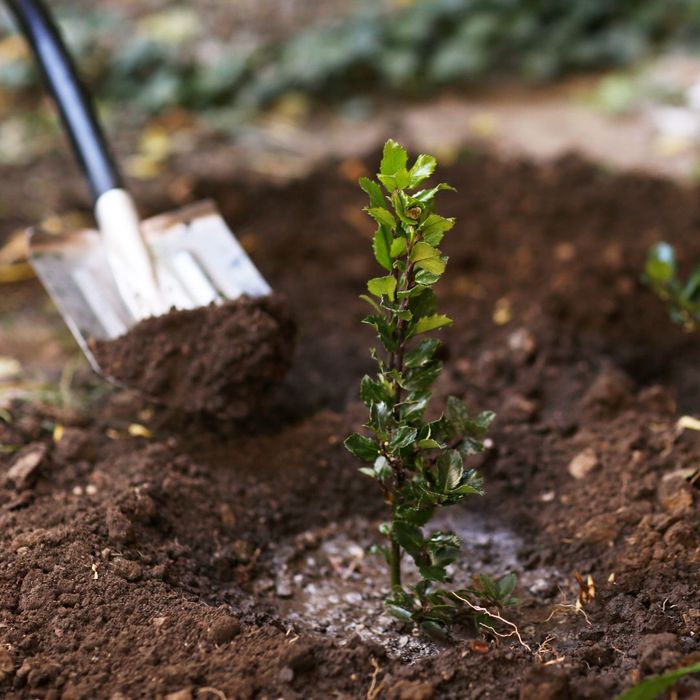 dark rich dirt being added to the base of a plant