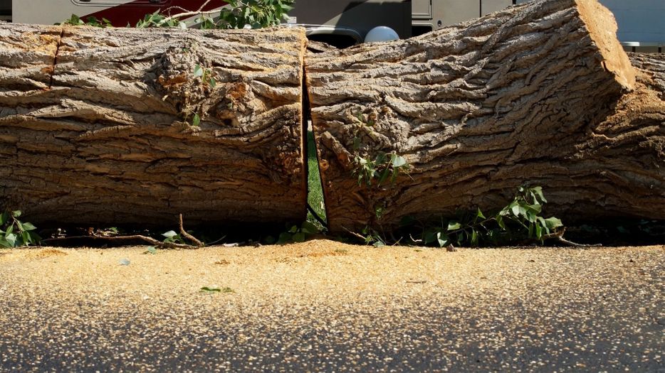 Tree being sawed in half.