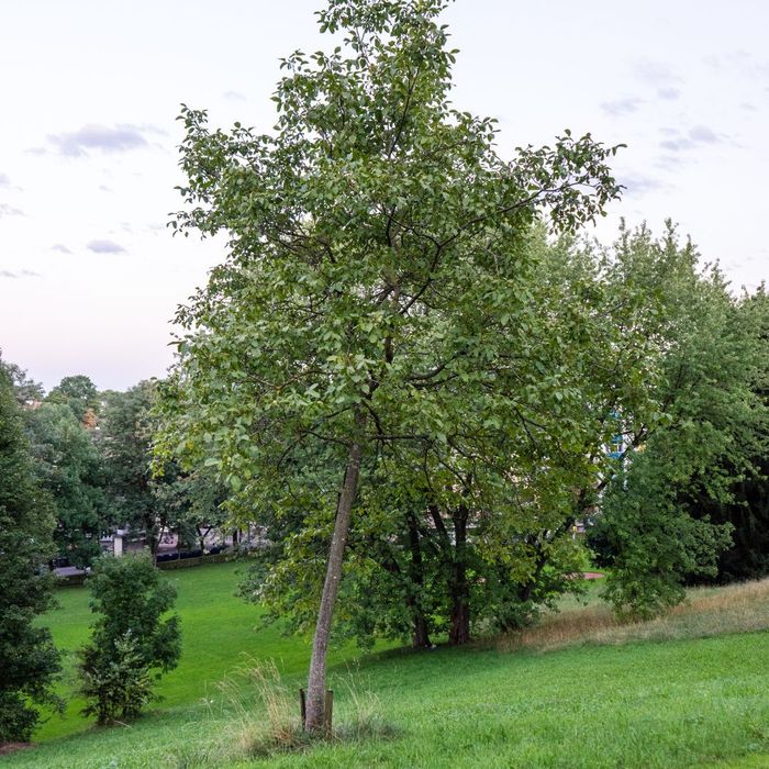 leaning oak tree