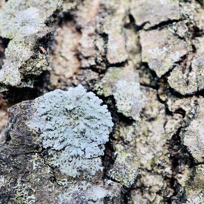 fungal growth on tree branch