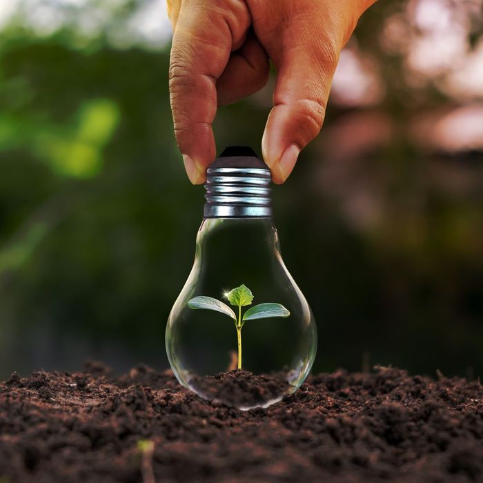 a lightbulb over a plant outside