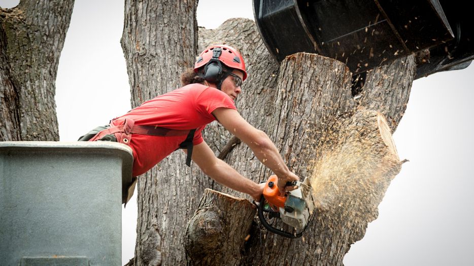 professional tree removal