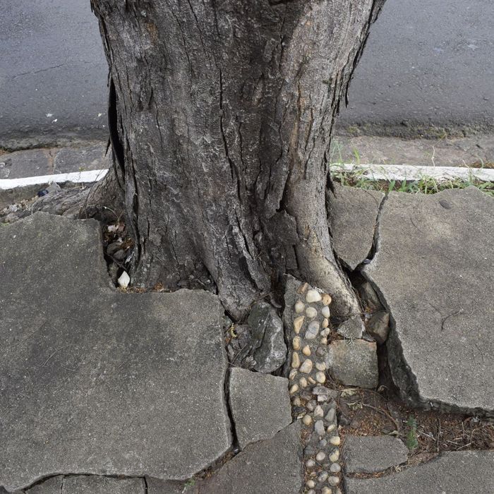 3 How To Decide If You Need To Trim Your Tree Or Remove It.jpg