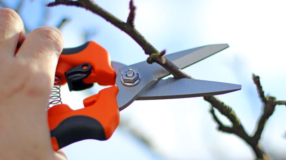 tree trimming