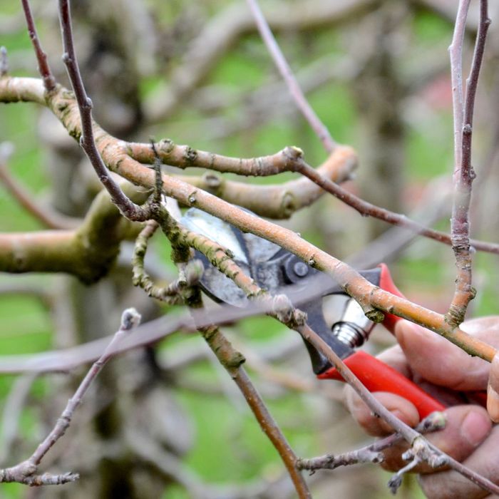 tree pruning