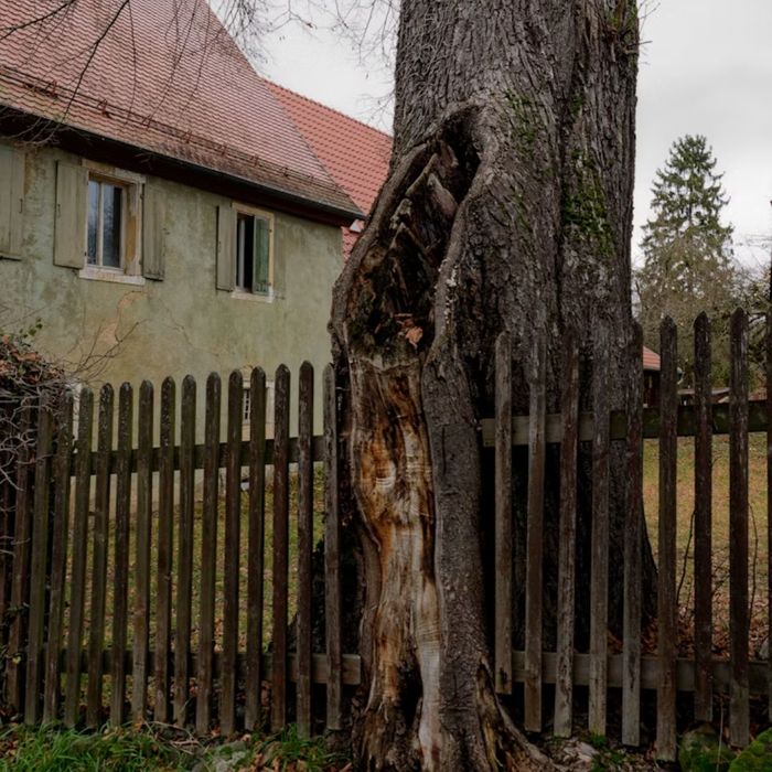 2 How To Decide If You Need To Trim Your Tree Or Remove It.jpg