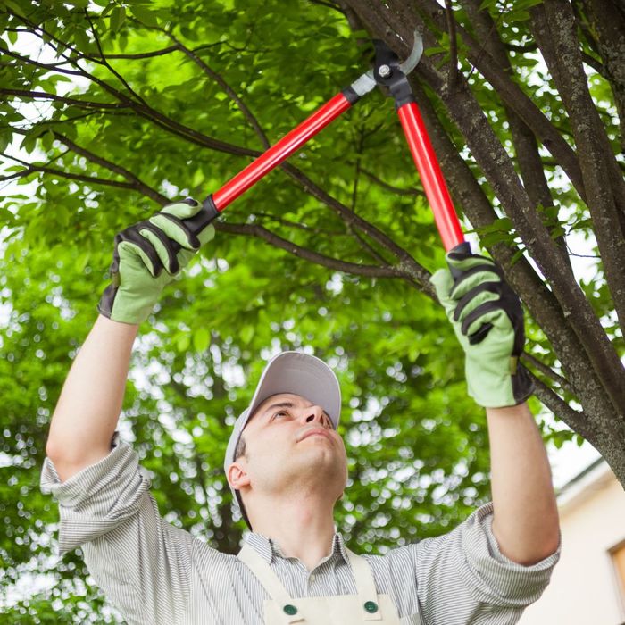 Technician trimming a tree