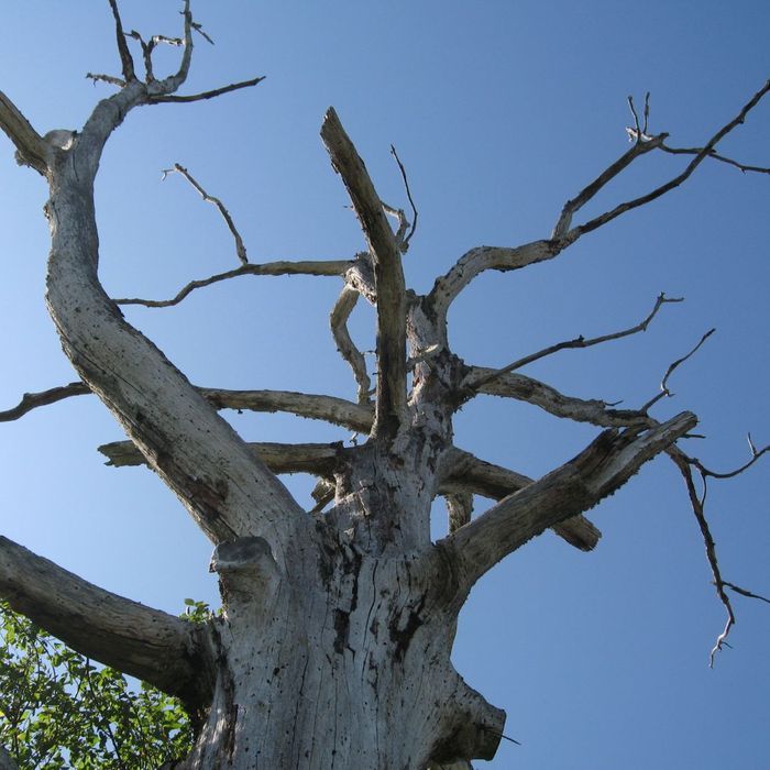 Dead tree