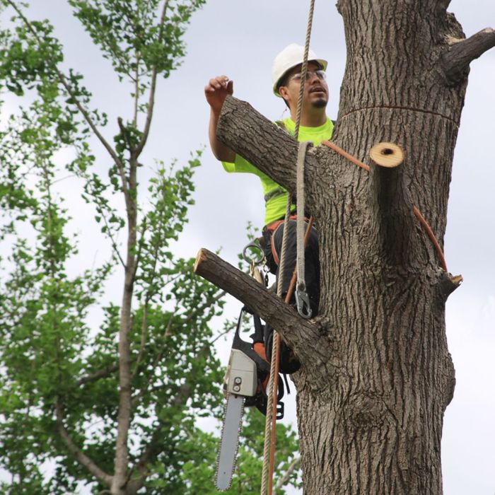 professional tree remover