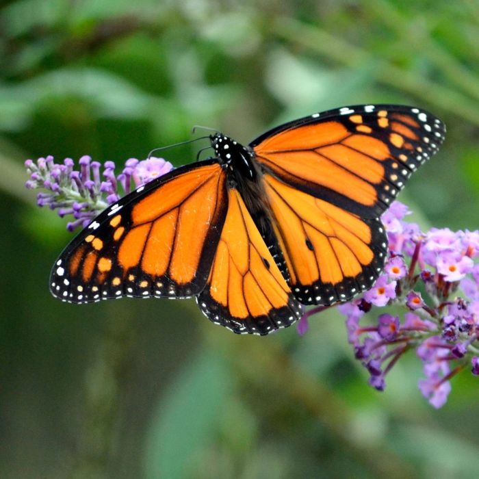 a butterfly pollinating flowers