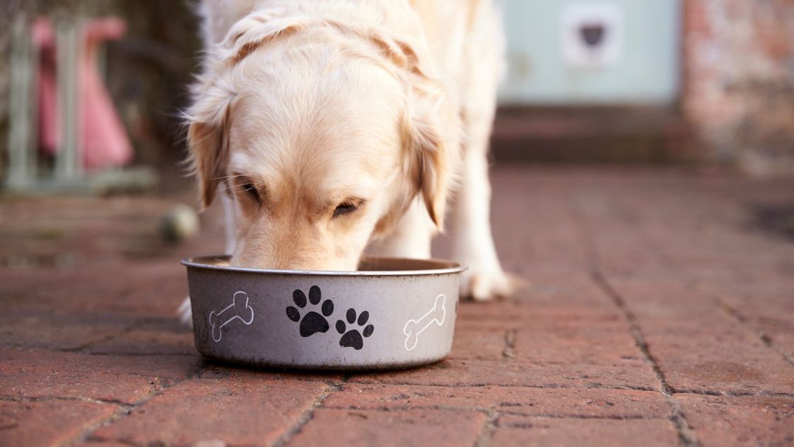 dog eating from dog bowl