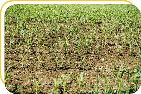 Sierra Estates - Image 3.png