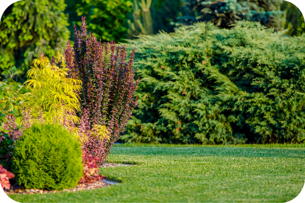 From full lawn renovations and sod installation to intricate flower bed designs, our landscaping services are tailored to create a vibrant, thriving outdoor environment that complements your home and lifestyle. We bring your vision for a lush, beautiful yard to life. Landscaping