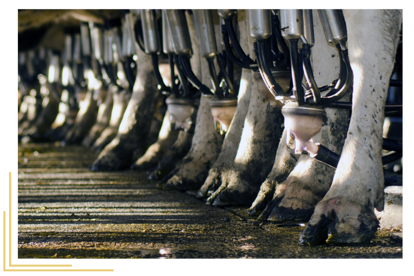 cows hooked up to agricultural machinery cows hooked up to agricultural machinery