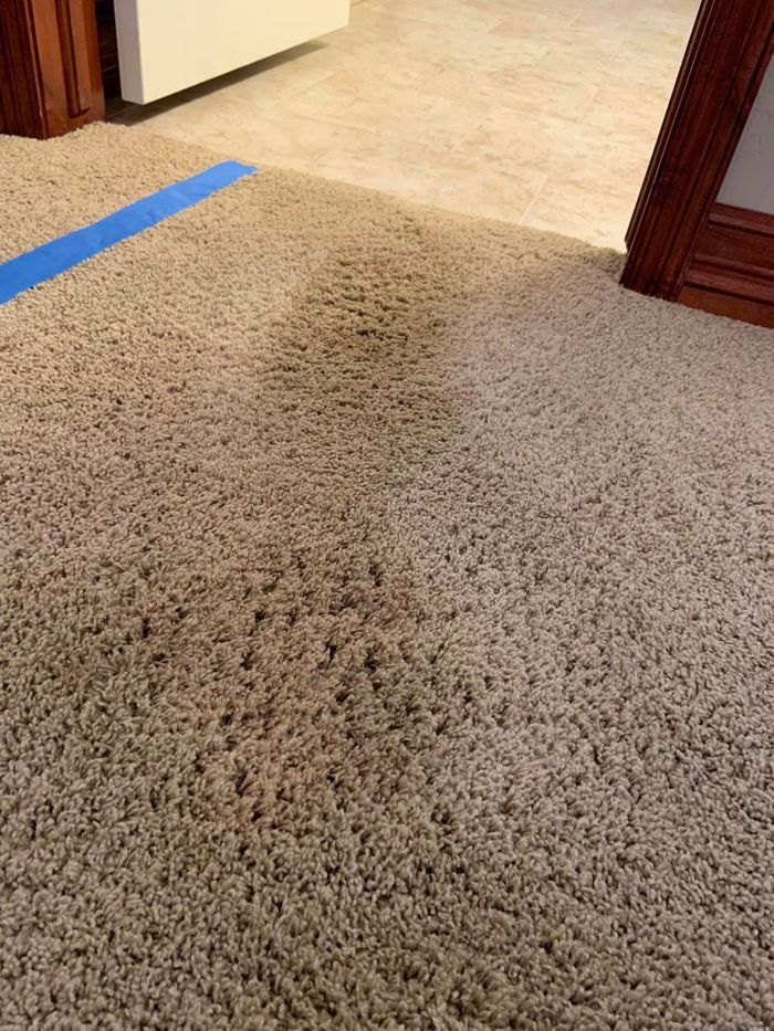carpet-cleaning-after-mad-dog.jpg