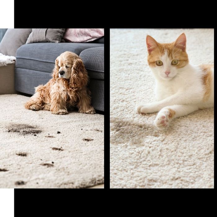 pets by different stains and dirt messes