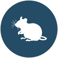 rodent tearing.png