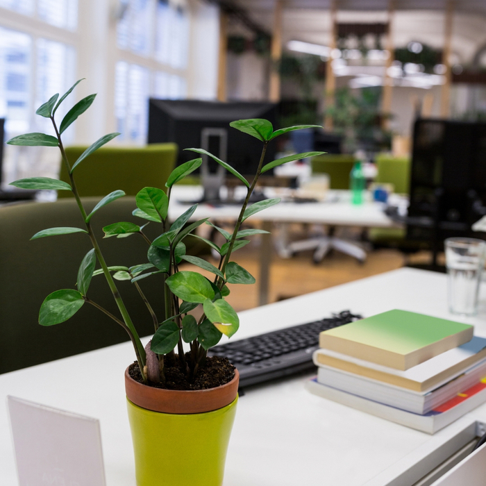 image of an office plant