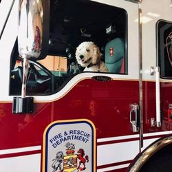 Facility Dog.jpg