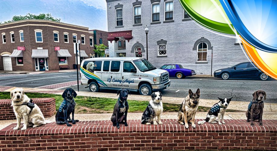 dogs lined up dogs lined up