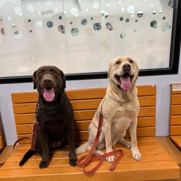 two dogs on a bench