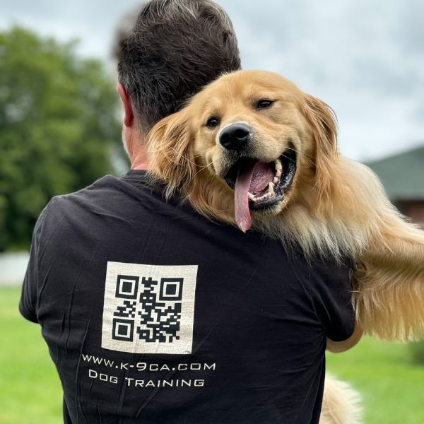 golden retriever 