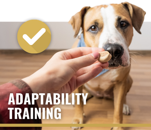 Step Two: Adaptability Training - Image of a dog sitting and waiting patiently for a treat