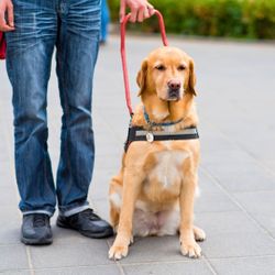 Therapy Dog Training