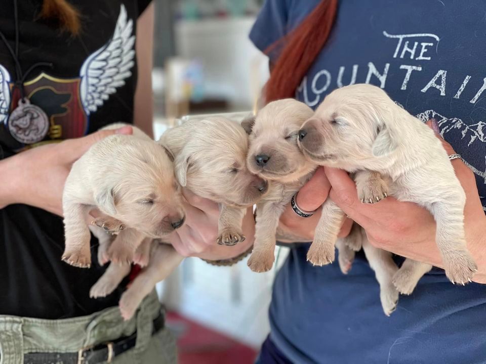 pup 2.jpg