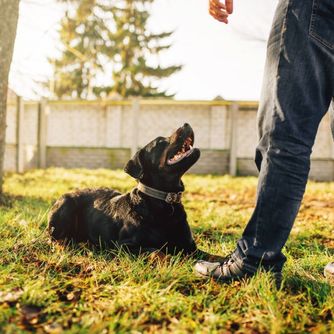 Behavior Modification