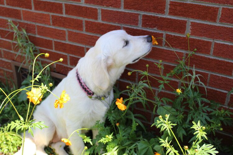 lady+georgia+smelling+flowers.jpg